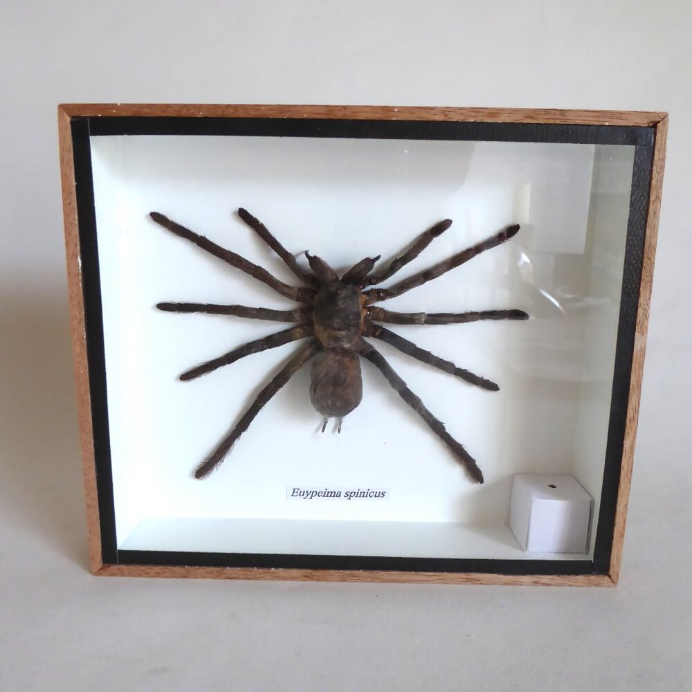 NEW PROFESSIONAL TAXIDERMY TARANTULA SPIDER SPECIMEN ODDITY